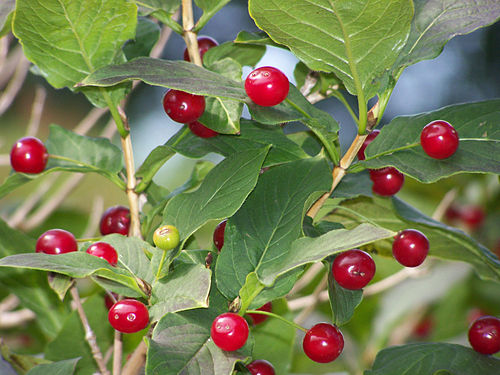 Lonicera alpigena